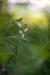 Fototapeta na wymiar Rare white flowering orchid Cephalanthera damasonium, the white helleborine with a green background in a deciduous forest in Slovakia