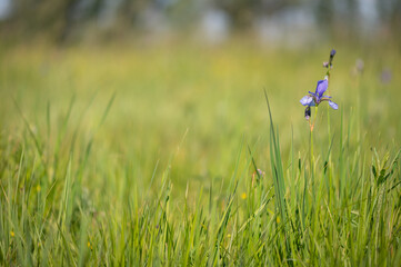 Rare blue flowering plant Iris Sibirica 'Sky Wings' Siberian Iris in a meadow with a green background in the Slovakian reserve Abrod