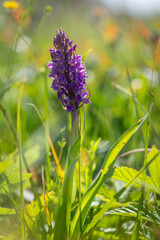 Rare pink and purple blooming Orchis orchid plant on waterlogged meadow with green background in Slovakia's Abrod nature reserve