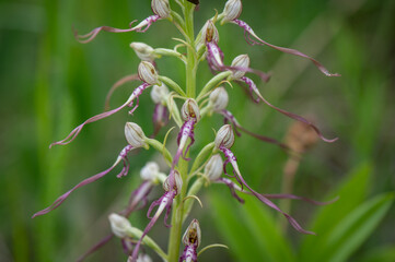 Rare peculiar flowering orchid plant Himantoglossum adriaticum, the Adriatic lizard orchid in a meadow with a green background in the Slovakian Little Carpathian Mountains near the town of Stupava