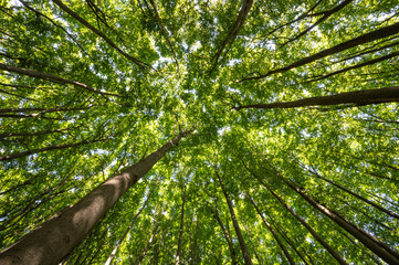 A view of the crowns of a beech forest in the Slovak Little Carpathian Mountains