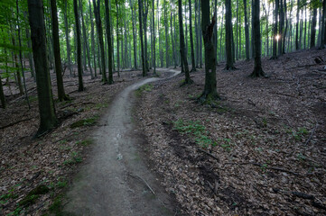 forest path in an old beech forest in the Slovak Little Carpathian Mountains