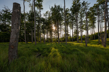 old beech forest in slovak little carpathian mountains with dead trunk of standing beech and setting sun