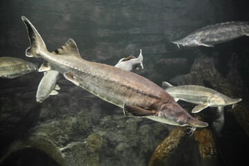 Sturgeon fish (kaluga, beluga) swim at the bottom of the aquarium. Fish underwater.