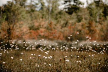 Tussock Cotton Grass
