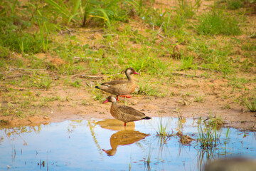 Casal de patos selvagens 