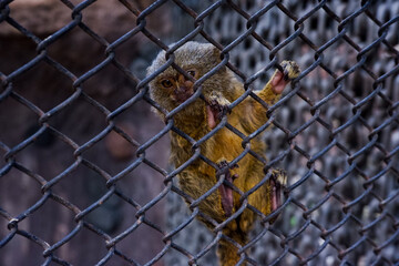 Selective focus of pygmy marmoset dangling in its cage.