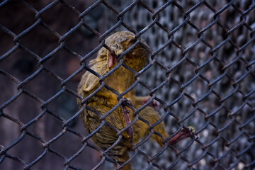 Selective focus of pygmy marmoset dangling in its cage.