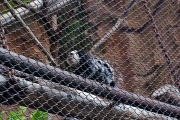 Selective focus of white tufted ear marmosets hanging in its cage.
