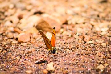 Borboleta procurando água