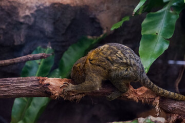 Selective focus of pygmy marmoset dangling in its cage.