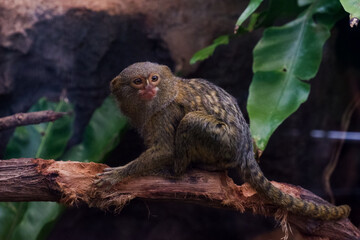 Selective focus of pygmy marmoset dangling in its cage.