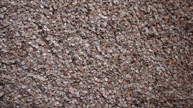 Raw whole dried finger millet flakes