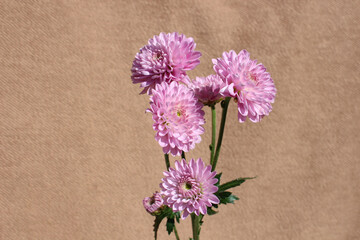 Beautiful pink chrysanthemums on a beige background.