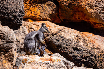 Beautiful endangered Black-flanked rock-wallaby (warru) with joey in a pouch spotted in Yardie Creek, Cape Range National Park, Western Australi