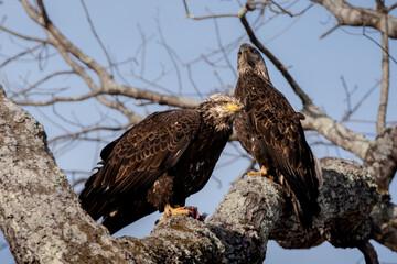 bald eagles in tree