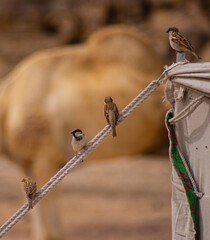 Birds on a rope
