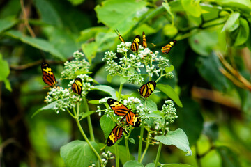 Coletivo de Borboletas