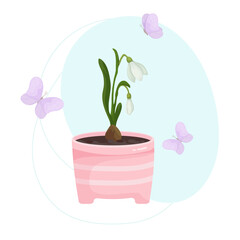 Flowers and buds of a snowdrop in a flowerpot with flying butterflies on an abstract background.Vector graphics.