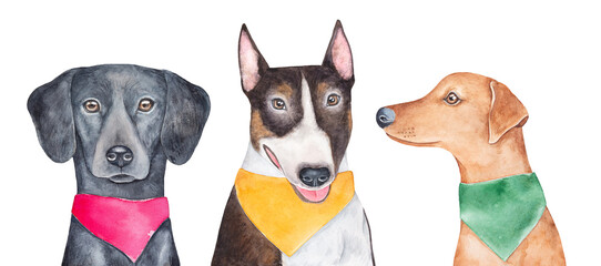 Watercolour illustration set of three different dogs in colorful bright dog bandanas: Flat-Coated Retriever in pink, Bull Terrier in yellow, German Pinscher in green. Hand drawn design elements. - 572008999