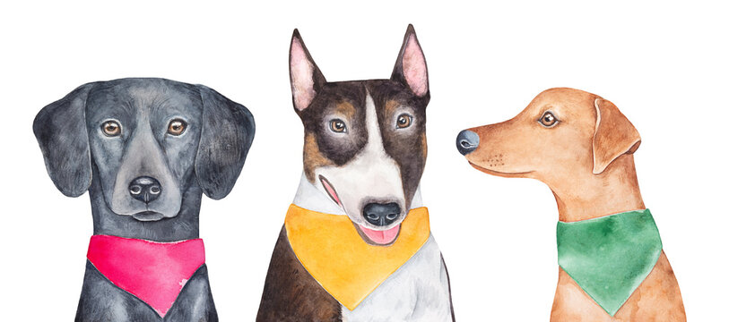 Watercolour illustration set of three different dogs in colorful bright dog bandanas: Flat-Coated Retriever in pink, Bull Terrier in yellow, German Pinscher in green. Hand drawn design elements.