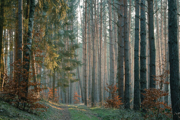 forest in the evening
