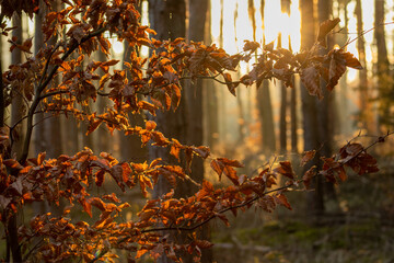 sunset in the forest