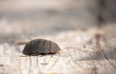 Turkmen cockroach - turtle. A striped cockroach that sits and crawls on the bark of a tree. Princisia vanwaerebeki, Princisia vanwaerebeki. Insects of the fauna of the animal world.