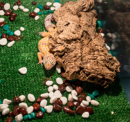 Gecko Eublepharis macularius spotted Asian in a terrarium.