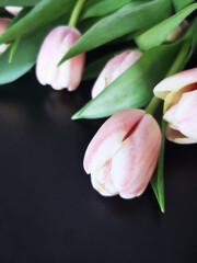Różowe tulipany na czarnym tle - obrazy, fototapety, plakaty