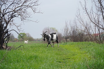 A black-white goat alone in the green meadow