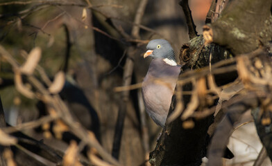 Wood pigeon on a sunny winter day