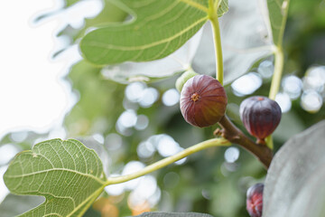 Ripe figs on a branch ( Ficus carica). Bunch of green figs on a fig tree