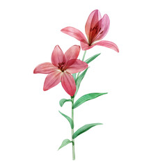 Naklejka na ściany i meble Translucent Lily flower watercolor botanical illustration isolated on white Transparent pink tropical flower