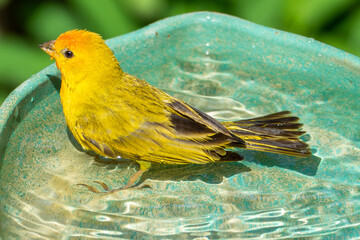 Atlantic Canary, a small Brazilian wild bird. The yellow canary Crithagra flaviventris is a small passerine bird in the finch family. 