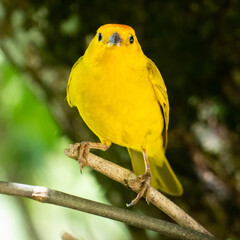 Atlantic Canary, a small Brazilian wild bird. The yellow canary Crithagra flaviventris is a small passerine bird in the finch family. 