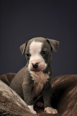 Pit bull puppy, puppy portrait, cute pit bull terrier in studio, merle puppy