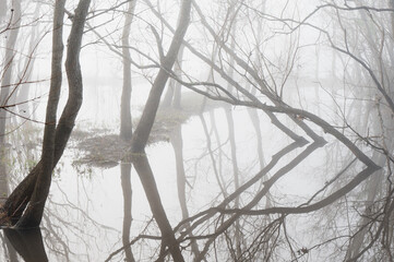 Fog obscures the trees at the edge of the flooded lake, creating a moody atmosphere.