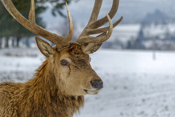 Portrait d'un cerf en hiver
