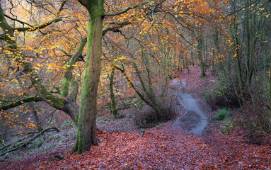 Autumn Woodland Path Through Trees in Daisy nook Park near Oldham, England.