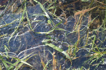 Frozen puddle: closeup of the ice and the grass