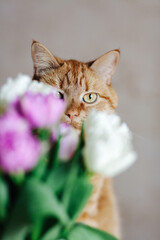 Red cat near a bouquet of tulips.