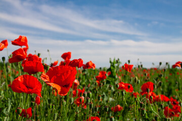 Blooming red  Papaveroideae flowers. Floral natural background. Field with beautiful red poppies and blue sky. Wild meadow plant.  Blooming summer plants.