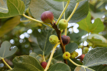 Bunch of green figs on a fig tree