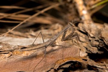 a close-up photo of a brown mantis