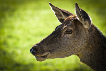 Portrait d'une biche