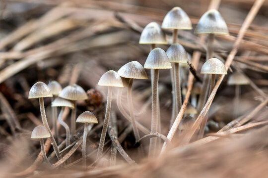 Wild mushrooms growing in nature