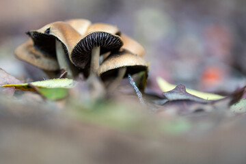 Pile of mushrooms growing among foliage