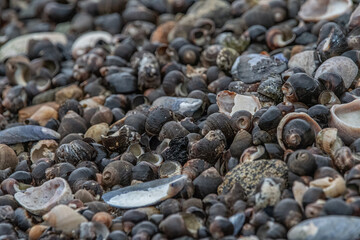 Seashells in the massachusetts ocean.