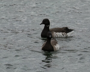 Brant or Brent goose in the water.
